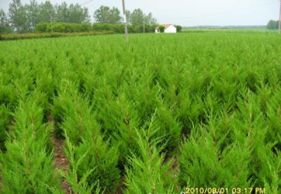 招遠市樹智苗木種植專業合作社